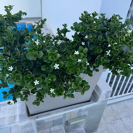 Carissa A شقة أفانتو