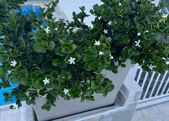 Carissa A شقة أفانتو